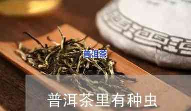 普洱茶里黑色虫子是什么-普洱茶里黑色虫子是什么虫