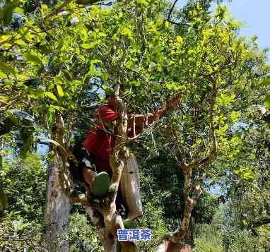 普洱茶哪个季节采摘更佳？