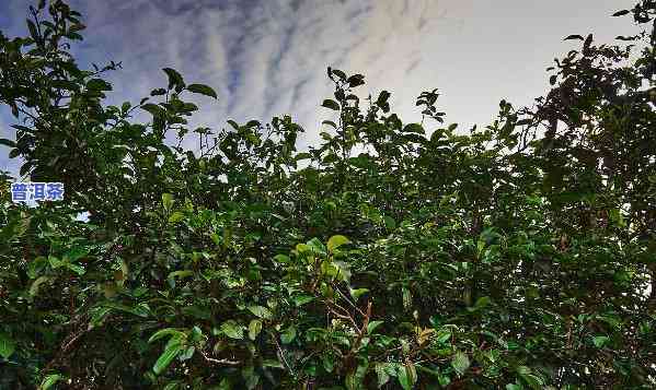 探索古树普洱茶树：图片与树龄揭示千年历史