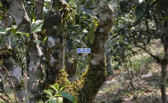 探索古树普洱茶树：图片与树龄揭示千年历史