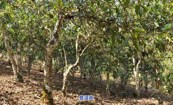 古树普洱茶怎么种的多呢-古树普洱茶怎么种的多呢视频