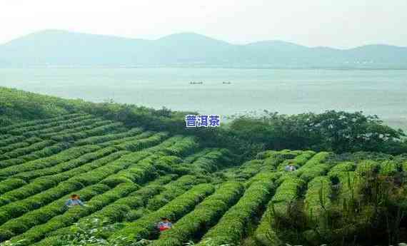 江苏普洱茶排行榜前十位，揭秘江苏普洱茶市场：十大热销排行榜