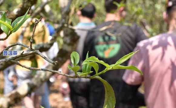 探究老班章茶高价起因：品质、稀缺性或是炒作？