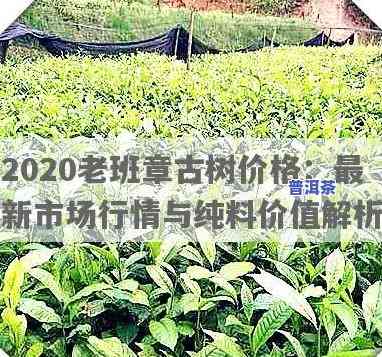 2020古树老班章春茶价格，2020年老班章古树春茶价格是多少？