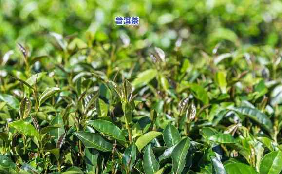 普洱茶的栽培：技术与种植方法全解析