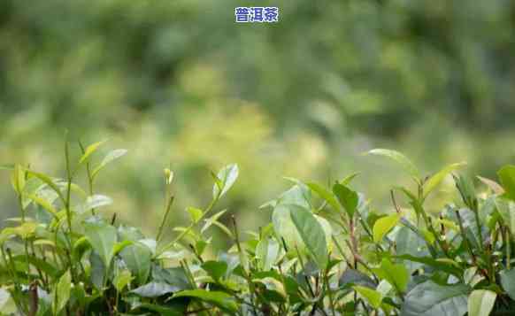 普洱茶的栽培：技术与种植方法全解析