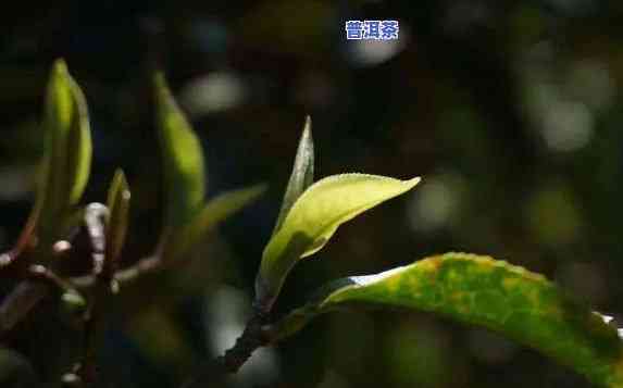 古树普洱茶欣赏感言：语文如何表达？