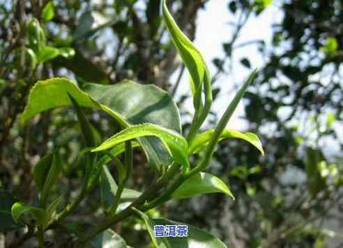 普洱茶苦是好还是坏茶多-普洱茶苦是好还是坏茶多好