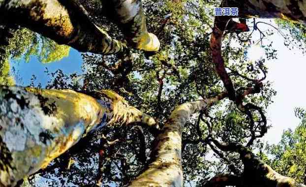 今大福第二代班章大白菜，「今大福」二代班章大白菜，引领普洱茶新风尚！