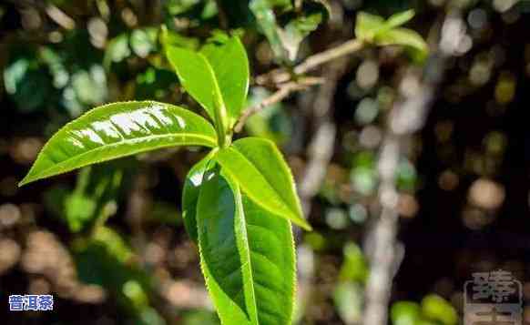 老班章22号茶园：探访老班章1号与古茶园