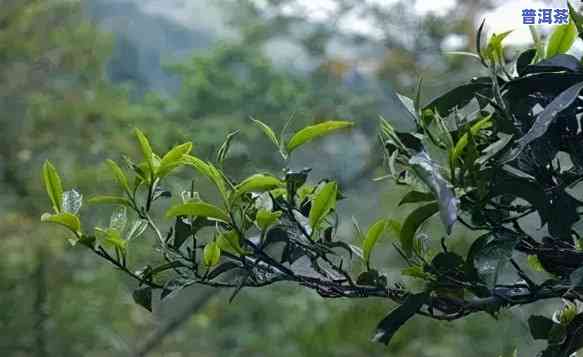 孟定普洱茶特点介绍词句子，探秘孟定普洱茶的特别魅力：特点介绍与品鉴指南