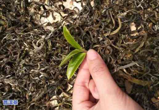 普洱茶暴晒一天还能喝吗为什么，普洱茶暴晒一天后是不是能饮用？起因解析