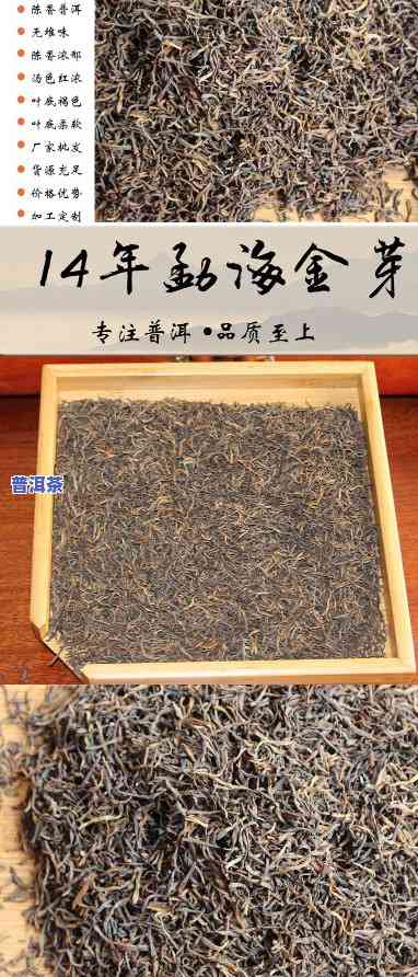 普洱茶金芽的含义与价格解析