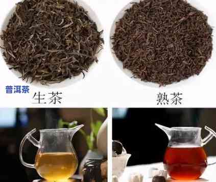 普洱茶金芽料有哪些种类-普洱茶金芽料有哪些种类的