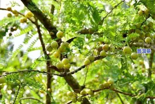 油柑普洱茶的特点是什么-油柑普洱茶的特点是什么呢