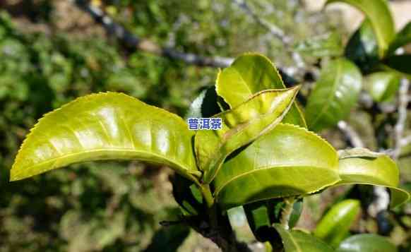 老班章和冰岛茶的特点你知道多少，探秘普洱茶之老班章与冰岛：特点解析