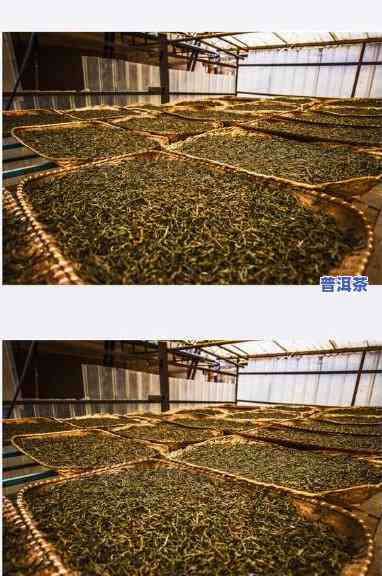 深入解析普洱古树茶加工过程视频教程