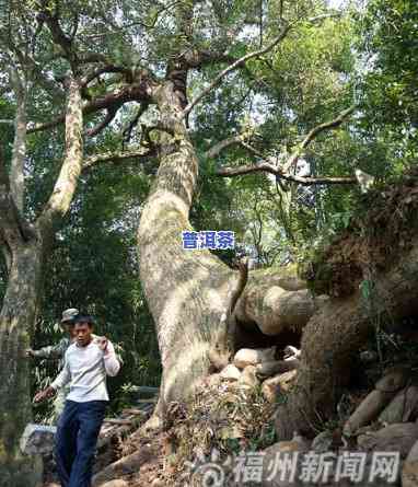 福州古树名木保护办法及名录