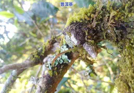 名山古树普洱茶排名第几-名山古树普洱茶排名第几位