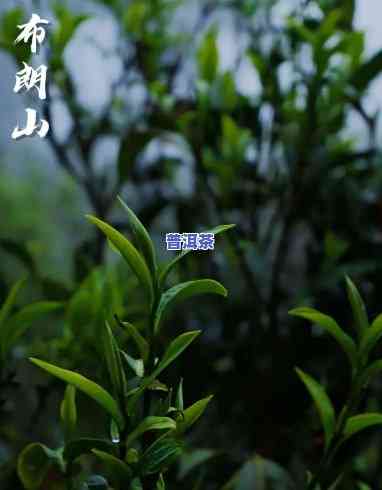 名山古树普洱茶排名之一的是哪个，探秘名山古树普洱茶：谁是排名之首？