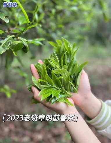 老班章明前春尖茶，品味老班章：明前春尖茶的醇厚韵味