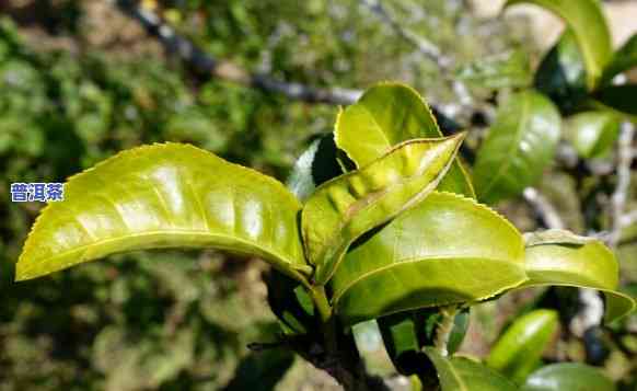 老班章春茶有什么区别，探究老班章春茶的特别之处：与其它茶叶的区别在哪里？