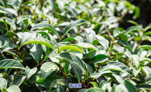 新疆普洱茶产地哪里更好喝，揭秘！新疆普洱茶哪个产地的口感更佳？