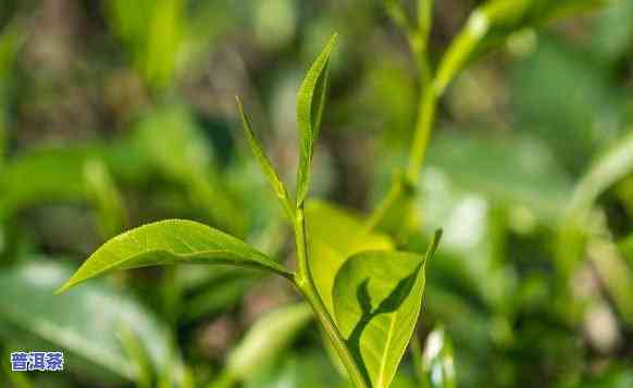 普洱茶叶，品味云南特色：探索普洱茶叶的世界