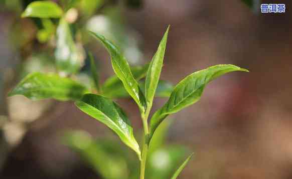 普洱春茶的特点，探秘普洱春茶的特别魅力：特点解析与品鉴指南