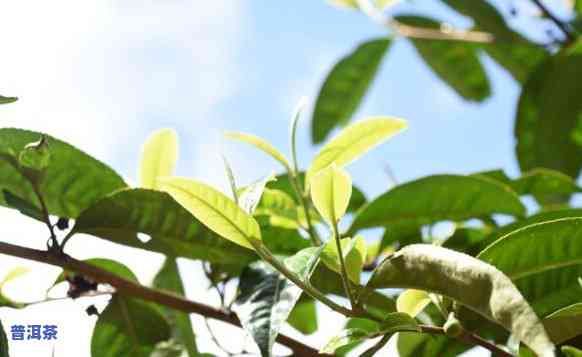 普洱春茶古树茶特点-普洱春茶古树茶特点介绍