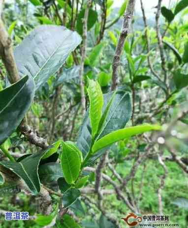 老班章茶树品种及分类探讨