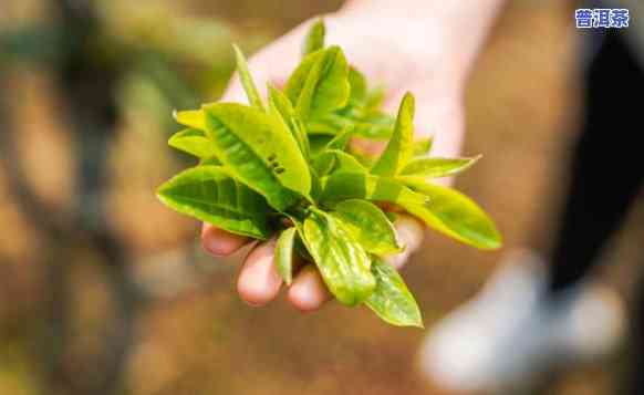 老班章茶树造型图片-老班章茶树图片大全