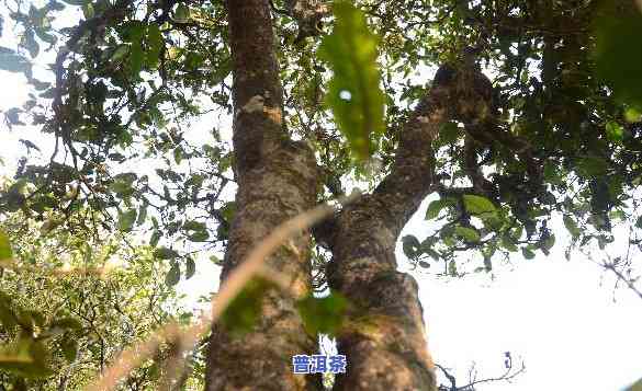 邦崴茶王树树龄鉴定，揭示千年古茶树秘密：邦崴茶王树树龄鉴定