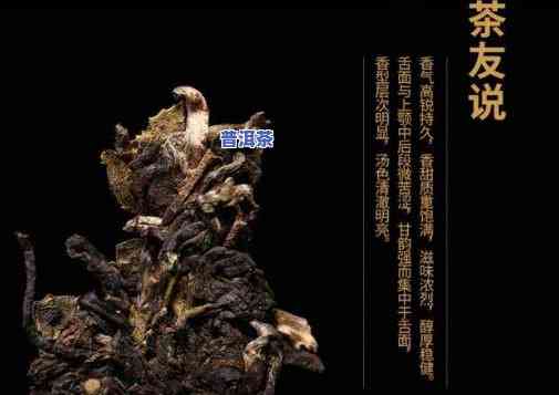 邦威茶王树：3200年历史，1700年拍卖