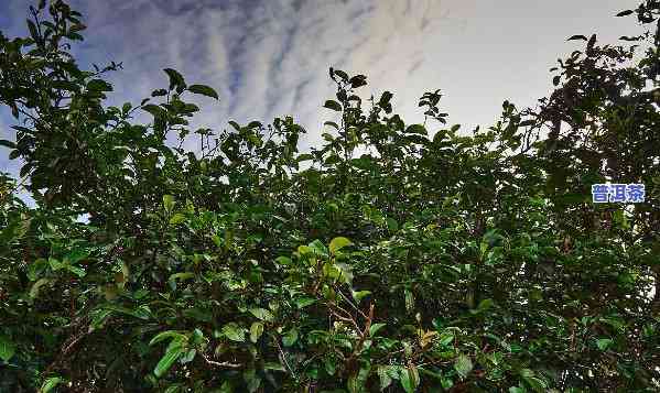 千年古茶树位于普洱-千年古茶树位于普洱哪里