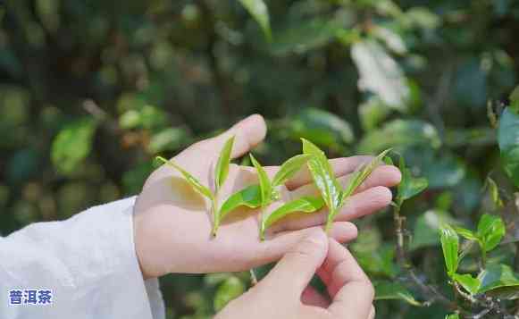 一棵古树茶官网：探索茶文化的投资与开发机会，了解古树茶价格