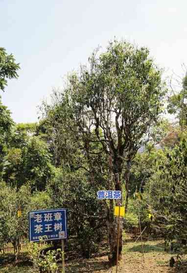 普洱千年古茶树老班章，探秘千年古茶树：老班章的普洱之旅