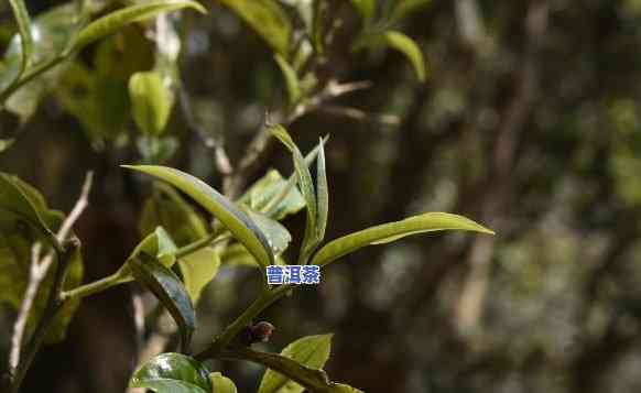 老班章古树纯料，探索云南普洱茶珍品：老班章古树纯料的魅力与特性