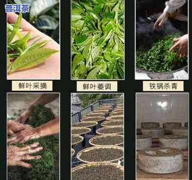 普洱茶加工制作全过程视频教程大全