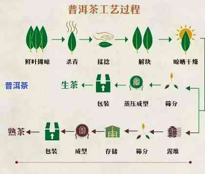 普洱茶怎样加工：从散叶到饼状的过程与技巧