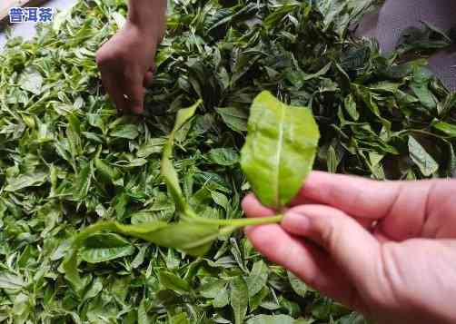 普洱茶怎样加工：从散叶到饼状的过程与技巧