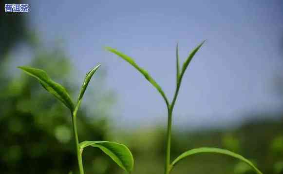 普洱茶香味怎样形容好闻-普洱茶香味怎样形容好闻的