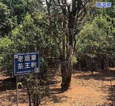 老班章正宗产地是哪里，探寻茶香之源：揭秘老班章正宗产地