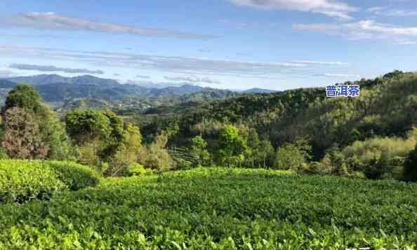 云南普洱卖茶的地方有哪些，探寻云南普洱茶的购买地：哪些地方值得推荐？