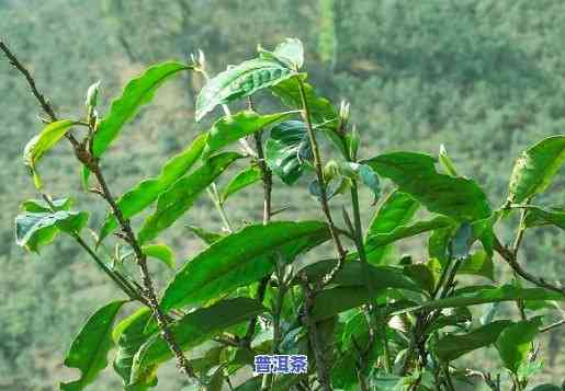 老班章茶树有几个品种，探秘老班章茶树：种类有多少？