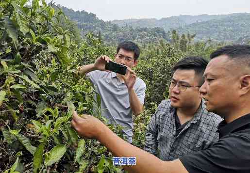 布朗山老班章村：茶农协会与村民小组的发展与合作