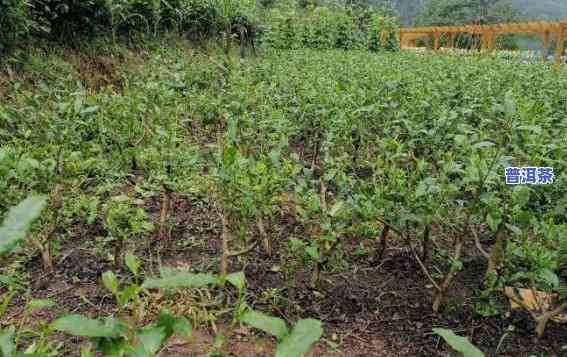 普洱茶树施肥，提升普洱茶品质：科学施肥方法解析