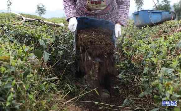 普洱茶树施肥，提升普洱茶品质：科学施肥方法解析