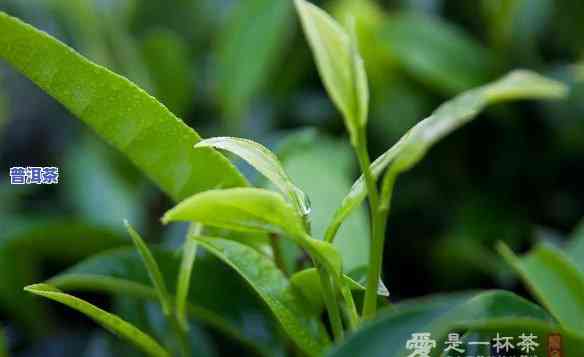 普洱茶哪里的更好卖？求推荐、视频答案！