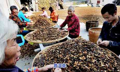 怎样将普洱茶茶饼打碎，怎样将普洱茶茶饼打碎？步骤如下……